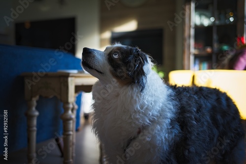 Fluffy Dog Looking Up in Cozy Living Room