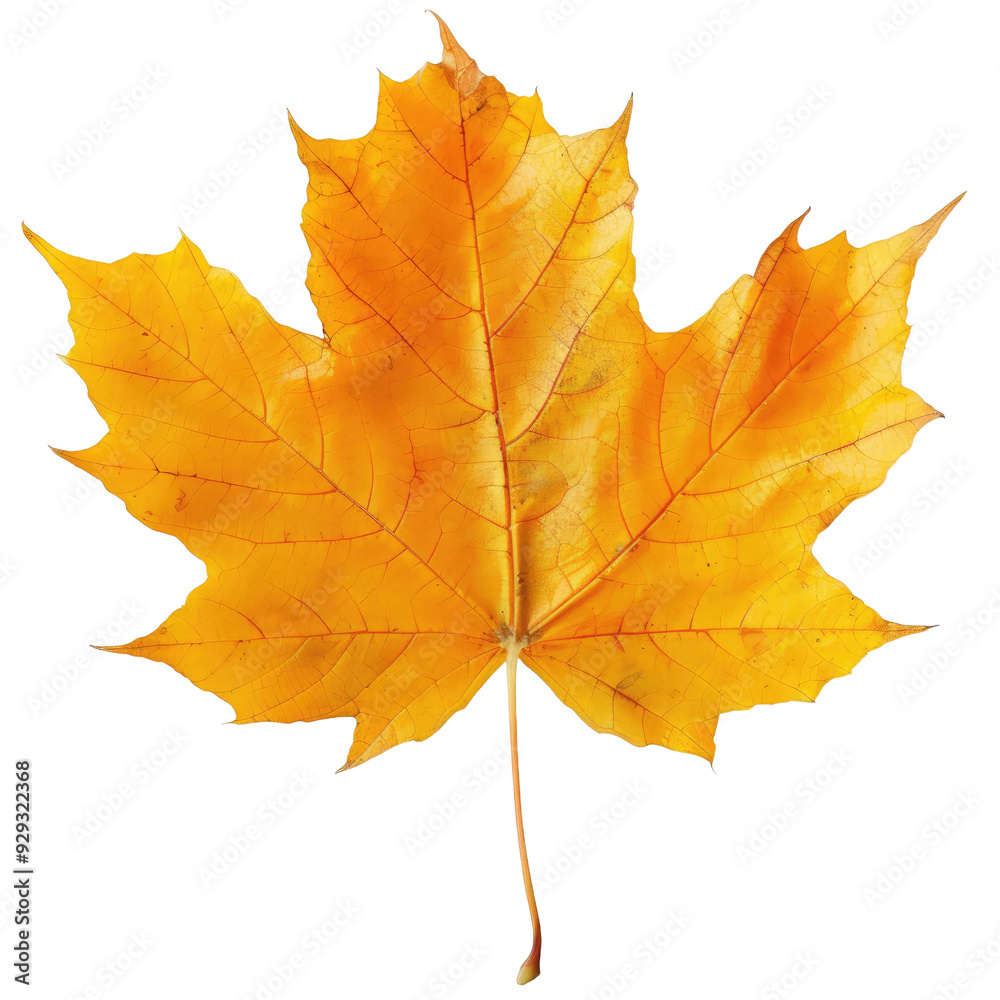 aple leaf in autumn fall colour png stock photo aple leaf in autumn fall colour png stock photo
