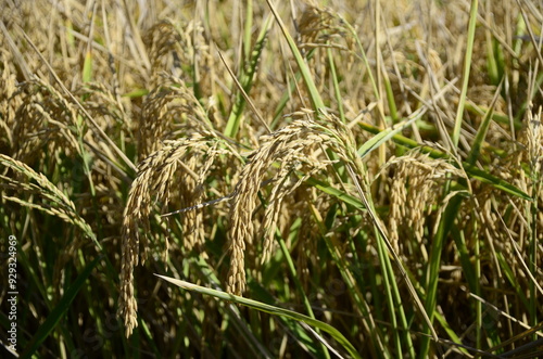 Wheat fields swaying by the wind