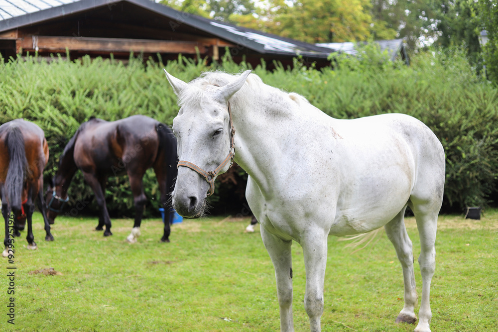 Beautiful white horse in the garden. Beautiful white horse in the garden.