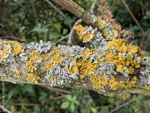 Lichens (Xanthoria and Physcia) growing on a tree branch photo