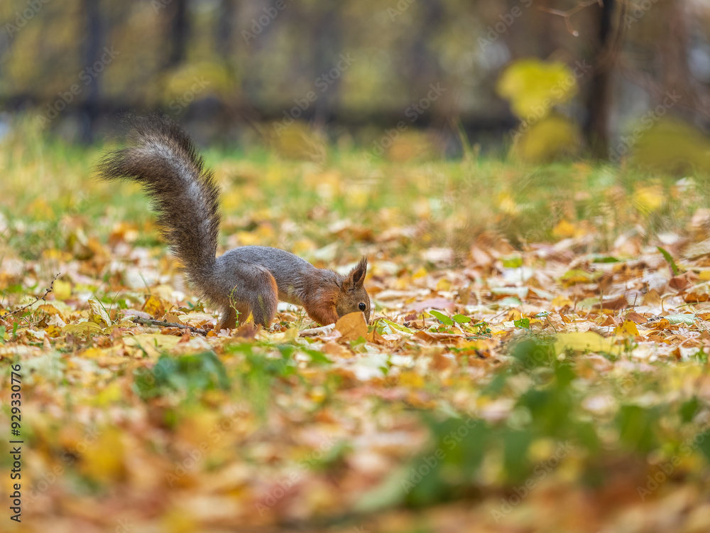 Squirrel in autumn hides nuts on the green grass with fallen yellow leaves Squirrel in autumn hides nuts on the green grass with fallen yellow leaves