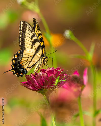 Eastern Tiger Swallowtail Butterfly Feeding on a Zinnia Flower