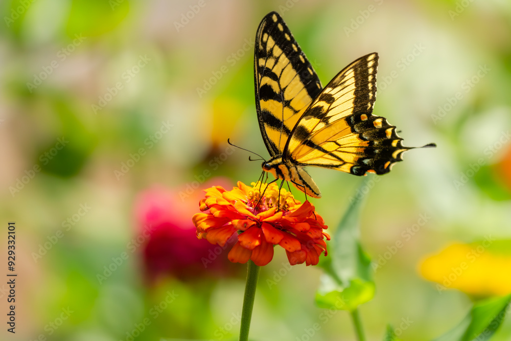 Eastern Tiger Swallowtail Butterfly Feeding on a Zinnia Flower Eastern Tiger Swallowtail Butterfly Feeding on a Zinnia Flower