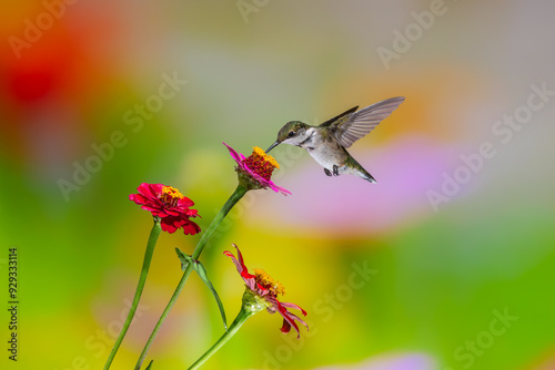 Ruby-throated hummingbird feeding on Zinnia