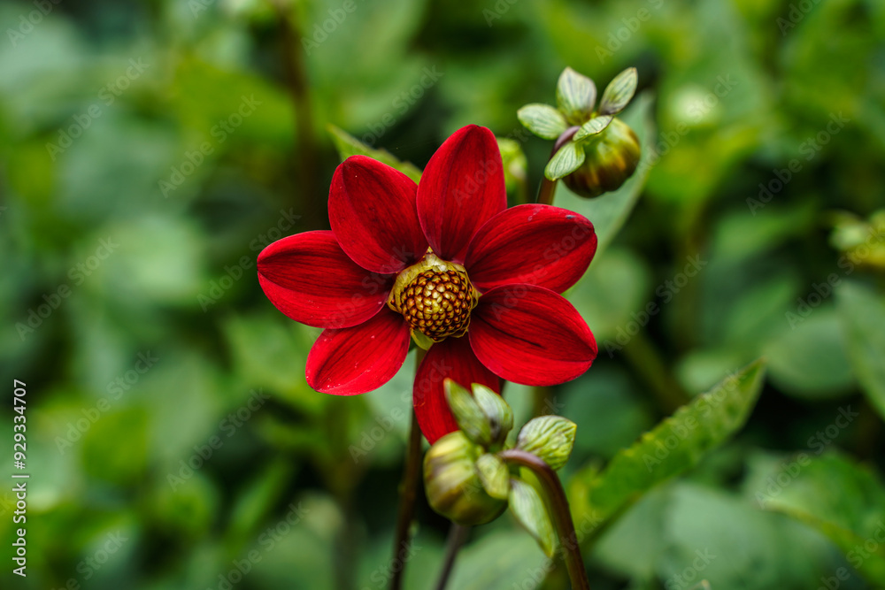 Small, bright red dahlia flower blooming in an outdoor garden space. Small, bright red dahlia flower blooming in an outdoor garden space.