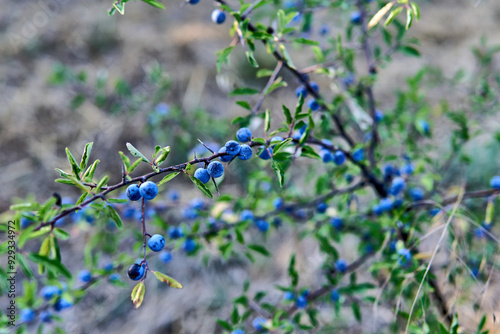 Close-up of blue sloe berries on a thorny branch in nature