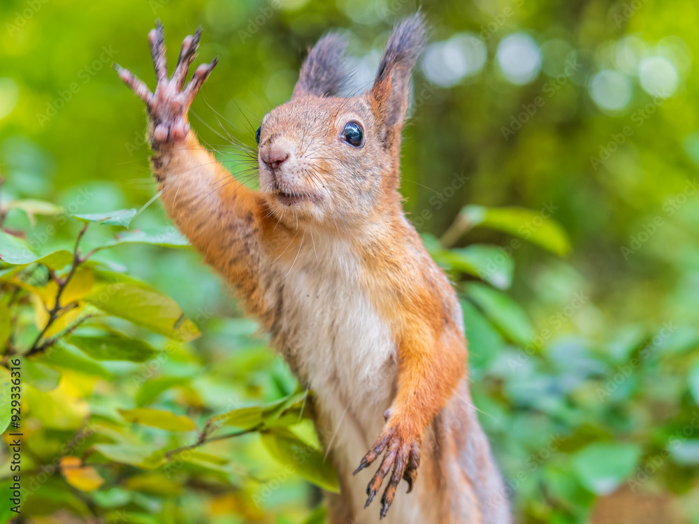 Fototapeta premium Autumn Squirrel standing on its hind legs on on green grass with fallen yellow leaves