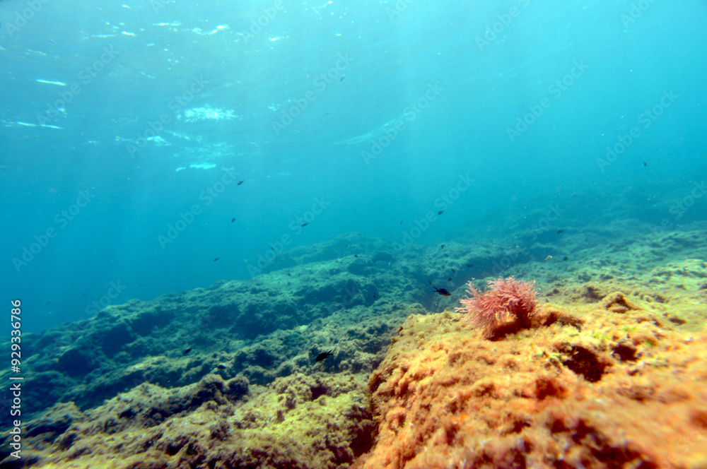 Fototapeta premium underwater scenery