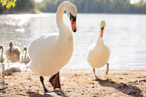 Mute swan (Cygnus olor) in a lake, Seurasaari, Helsinki, Finland. photo