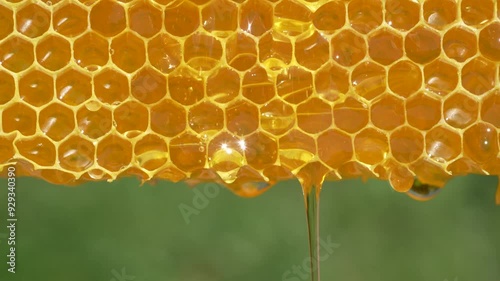 Honey dripping from honey comb on nature background, close up. Fresh honey dripping from the honeycombs. Healthy food concept and diet