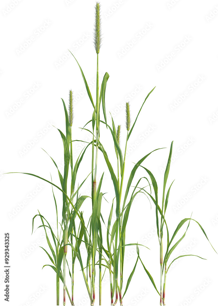 Side view of Yellow Foxtail plant