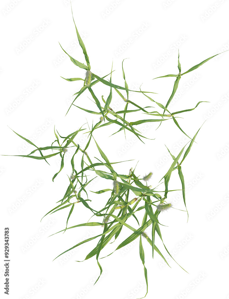 Top view of Yellow Foxtail plant Top view of Yellow Foxtail plant