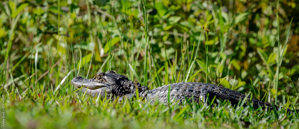 Hatchling baby alligators hiding in the grass at Okefenokee wetland swamp Park in Georgia. Hatchling baby alligators hiding in the grass at Okefenokee wetland swamp Park in Georgia.