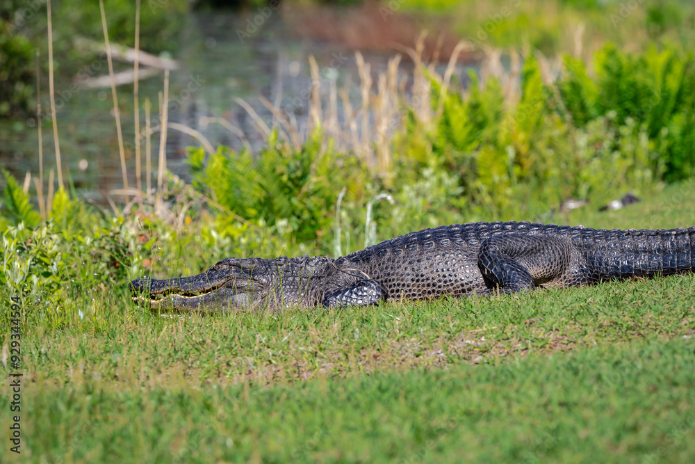 American Alligator resting in the grass at Okefenokee Swamp Park in Georgia. American Alligator resting in the grass at Okefenokee Swamp Park in Georgia.
