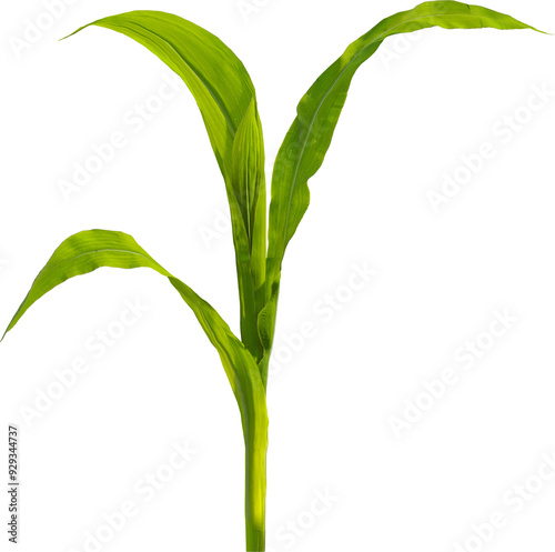 Side view of young maize plant - corn