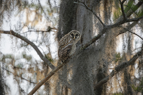 Baby Barred Owl Fledgling sitting in a pine tree at Okefenokee Swamp Park Boat tour in a Georgia wetland natural park.