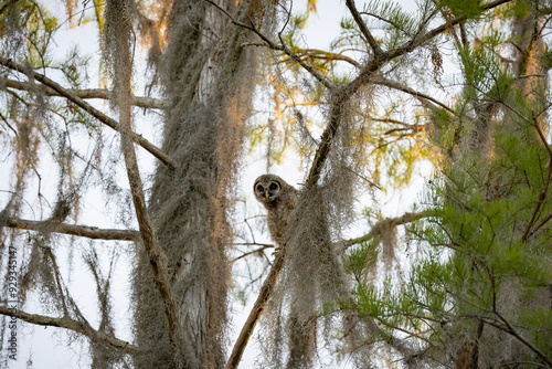 Baby Barred Owl Fledgling sitting in a pine tree at Okefenokee Swamp Park Boat tour in a Georgia wetland natural park. photo