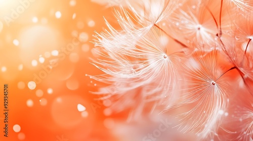 Delicate white dandelion seeds on an orange background with a bokeh effect.