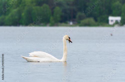 Graceful white Swan swimming in the lake, swans in the wild. Portrait of a white swan swimming on a lake.