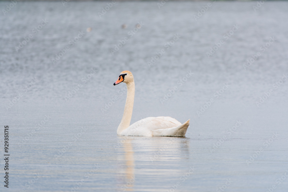 Obraz premium Graceful white Swan swimming in the lake, swans in the wild. Portrait of a white swan swimming on a lake.
