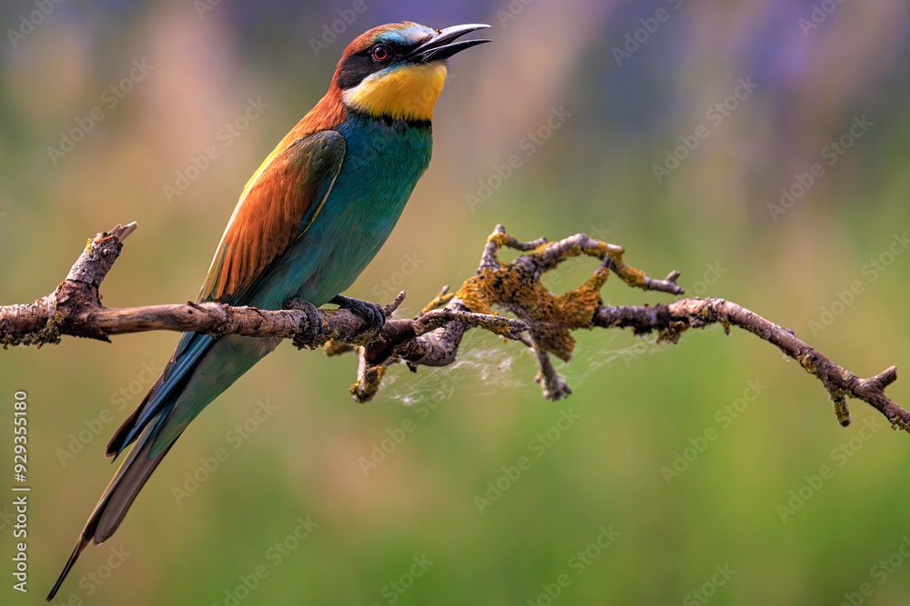 European bee-eater (Merops apiaster), Danube Delta. Selective focus on bird's eye