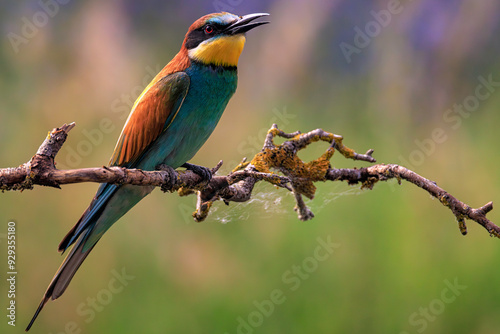 European bee-eater (Merops apiaster), Danube Delta. Selective focus on bird's eye