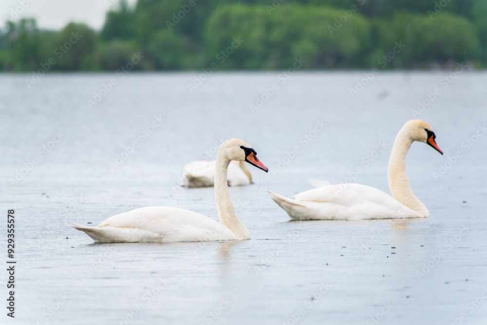 Three graceful white swans swims in the lake, swans in the wild. Three graceful white swans swims in the lake, swans in the wild.
