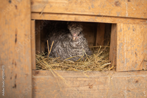 Silkie Chicken lying the egg in a hen coop.