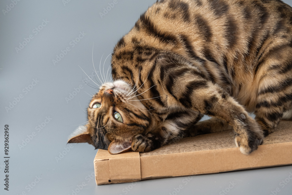 The cat rubs against the cardboard. The cat loves its cardboard toy. The cat rubs against the cardboard. The cat loves its cardboard toy.