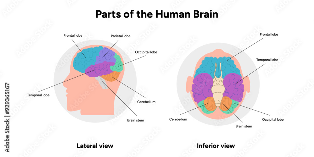 Parts of Human brain with colored parts diagram. Medical infographic Parts of Human brain with colored parts diagram. Medical infographic