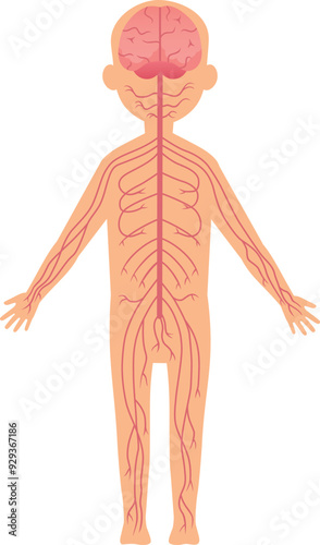 Nervous human system illustration. Brain and peripheral nerves