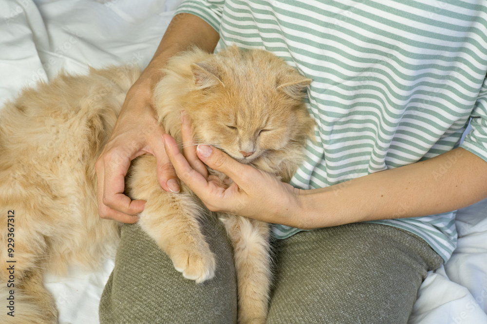A ginger cat lies in the arms of a woman. The fluffy pet settled down comfortably to sleep or play. Morning at home.