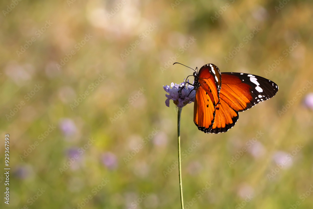 Colorful butterfly. Danaus chrysippus. Plain Tiger. Nature background. Colorful butterfly. Danaus chrysippus. Plain Tiger. Nature background.