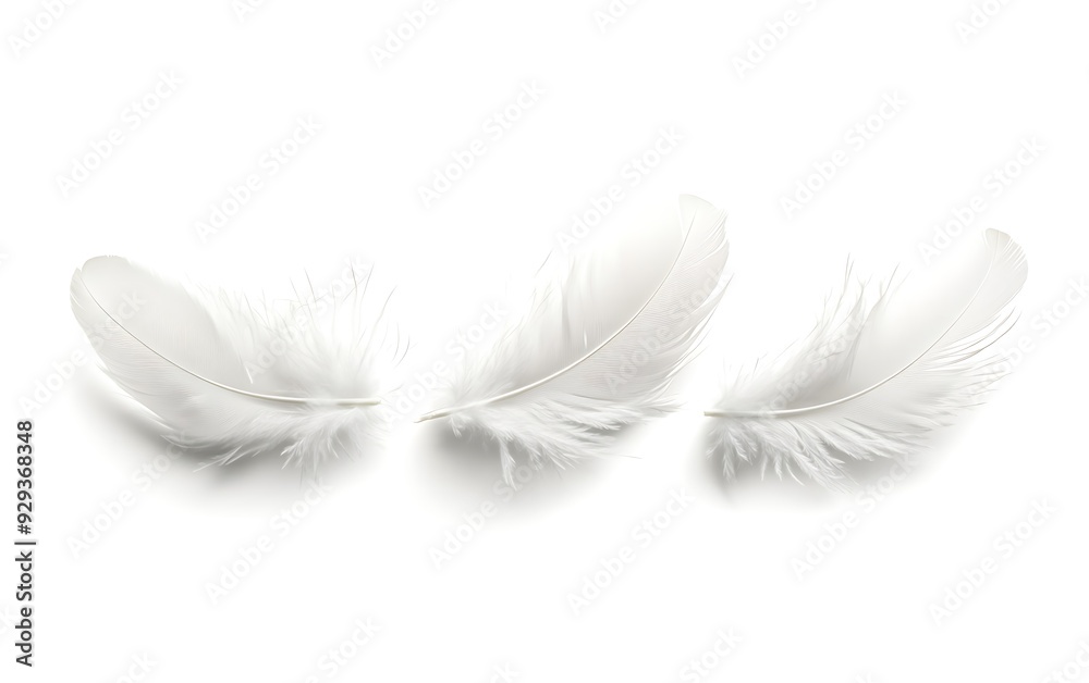 Three white feathers isolated on white background. Three white feathers isolated on white background.