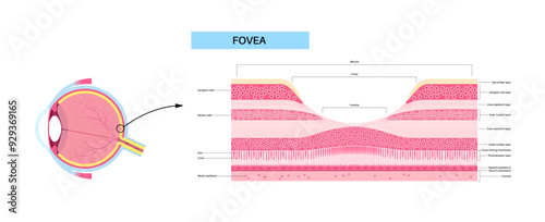 Macula fovea and foveola