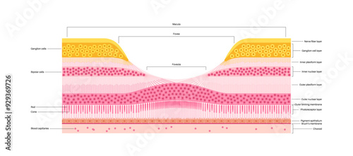 Macula fovea and foveola