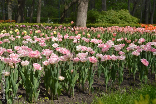 pink and white tulips