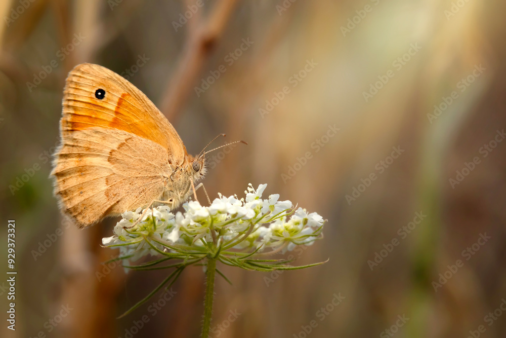 Obraz premium Small Heath. Coenonympha pamphilus. Macro nature. Nature background. 