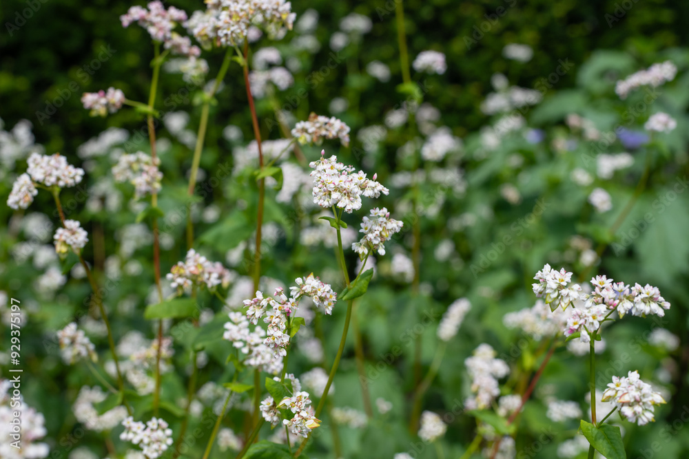 Buckwheat (fagopyrum esculentum) flowers in bloom Buckwheat (fagopyrum esculentum) flowers in bloom