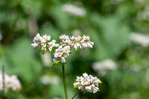 Wallpaper Mural Buckwheat (fagopyrum esculentum) flowers in bloom Torontodigital.ca