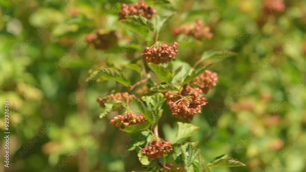 A close-up of the delicate flowers of shrub with orange petals and green leaves A close-up of the delicate flowers of shrub with orange petals and green leaves