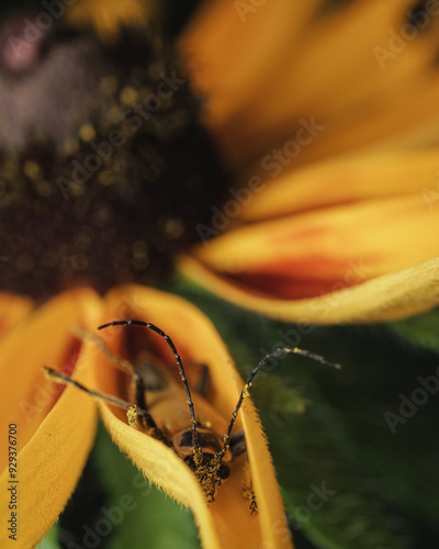 Leatherwing Beetle covered in pollen resting in a sunflower petal photo