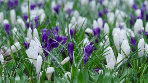 Discover and explore the breathtaking beauty of Keukenhof Park, which is worldrenowned for its spectacular and vibrant tulip displays along with stunning floral landscapes right in Amsterdam photo