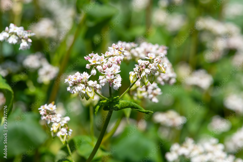 Buckwheat (fagopyrum esculentum) flowers in bloom