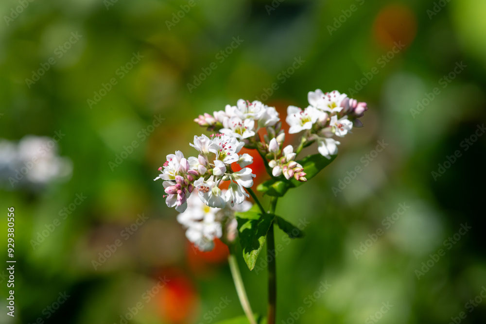 Buckwheat (fagopyrum esculentum) flowers in bloom Buckwheat (fagopyrum esculentum) flowers in bloom