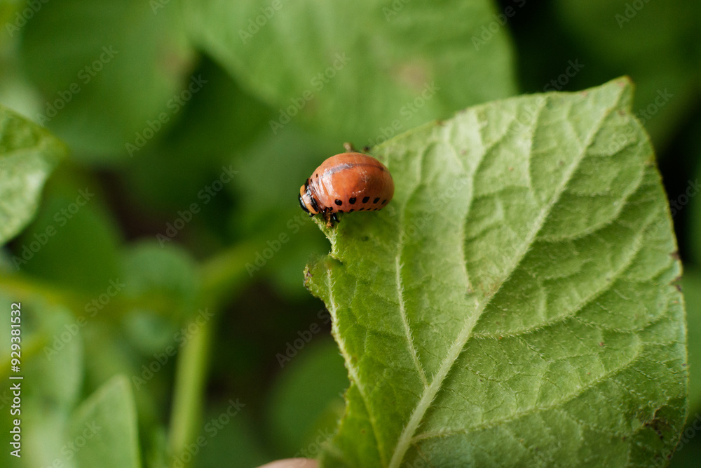 A ladybug is peacefully resting on a vibrant green leaf nearby A ladybug is peacefully resting on a vibrant green leaf nearby
