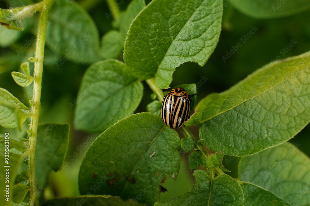 A black and white bug is resting comfortably on a green leaf