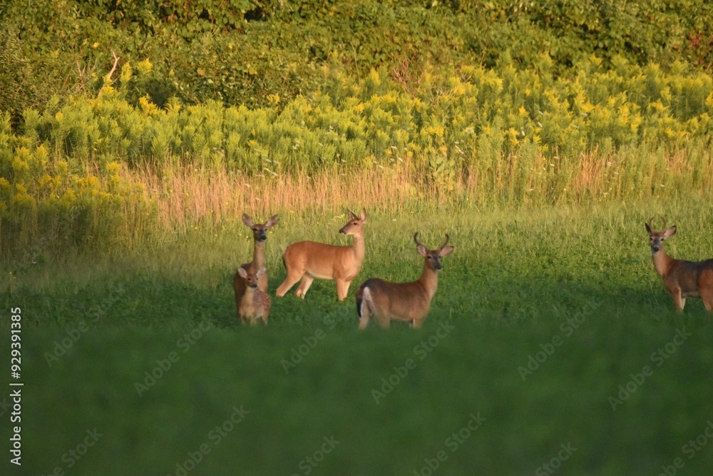 Deer feeding in a field