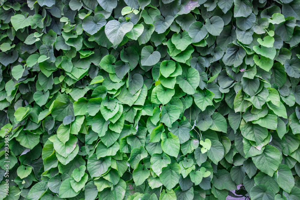 Vibrant green foliage cascades gracefully over an old wall, glowing warmly in the soft light of the late afternoon. Vibrant green foliage cascades gracefully over an old wall, glowing warmly in the soft light of the late afternoon.